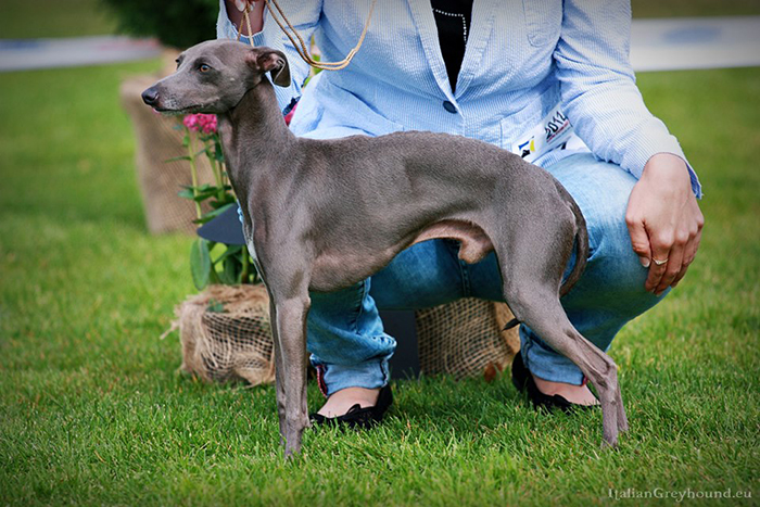 italian greyhound