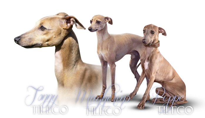 italian sighthound